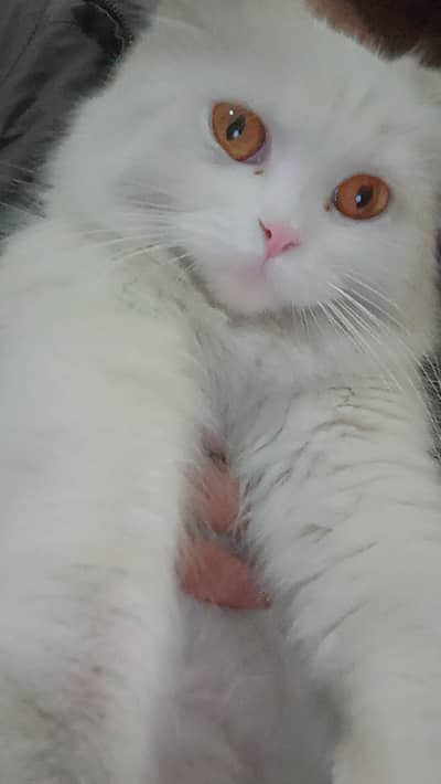 Black Male and White Female beautiful persian couple for sale