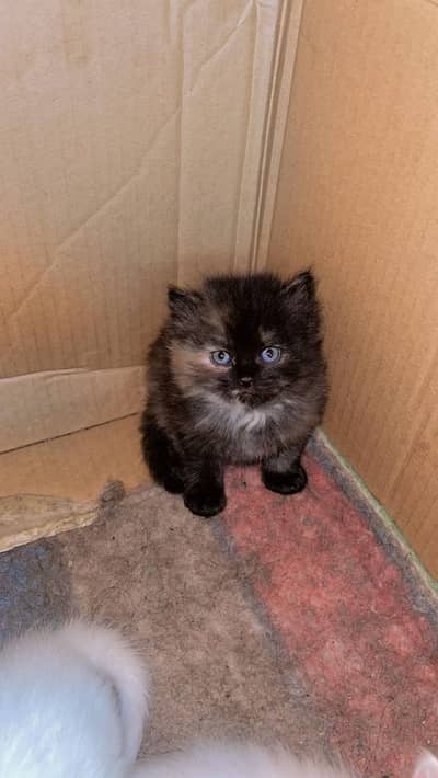 Persian Kittens for Sale – Cute & Friendly Pairs