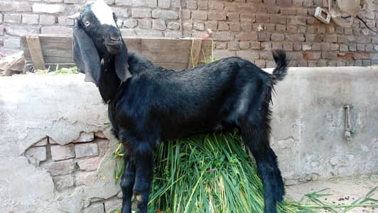Health and active bakra