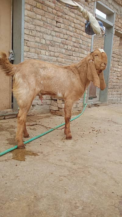 makechnii Bakra