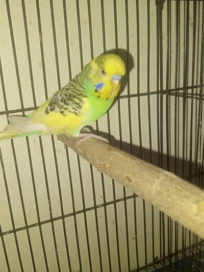 under exhibition breedr pair