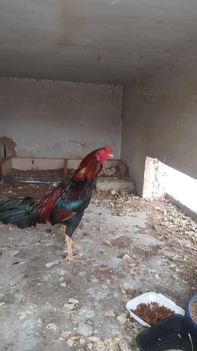 Desi Murgha for Sale