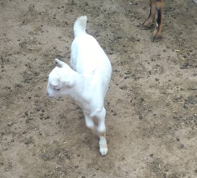 tedi 4 Bache khbusurat nasli