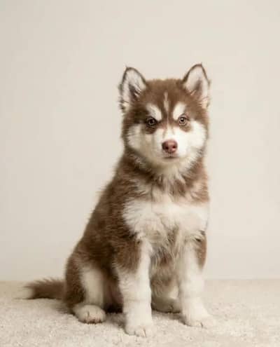 Siberian husky puppy male