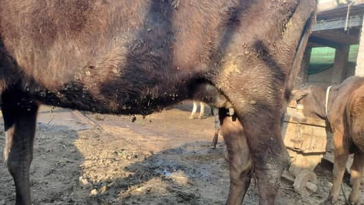 Walti Cross Cow First Timer for sale Milk 7-8 Daily