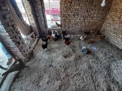 Golden Misri Egg Laying Hens