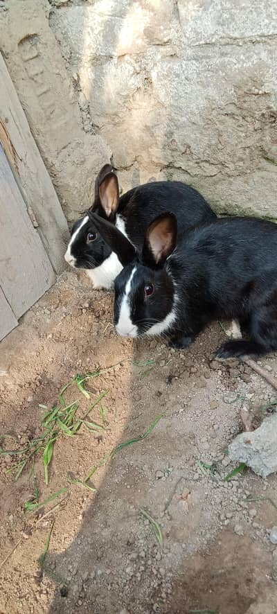 breeder rabbits pair for sale