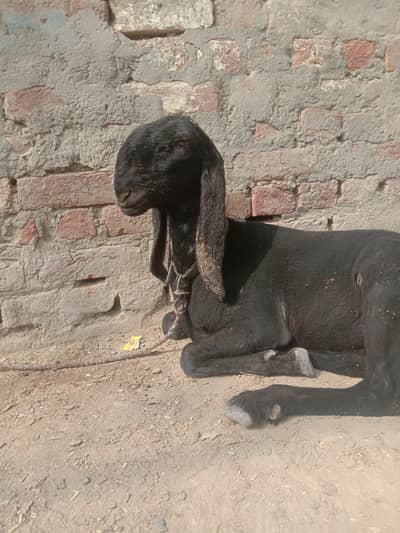 vary beauty full its colours is black