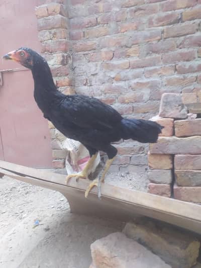 masallah muskhi madi