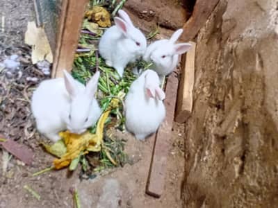 rabbit and Bunnies for sell