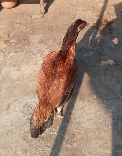 Pure Mianwali Old Blood Line Pathi.