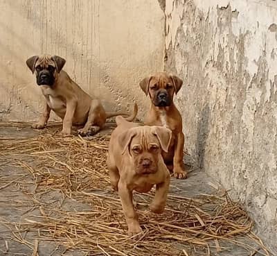 Bull mastiff puppies are available for new homes