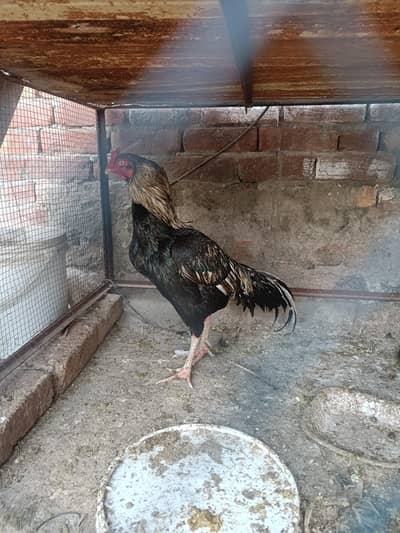 pair with chickes Mian wali Breed