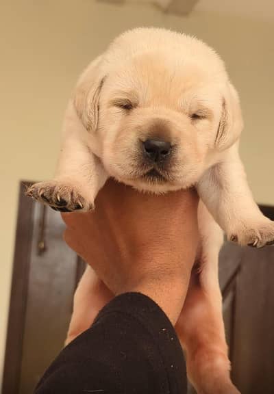 Purebreed Labrador Retriever Puppy