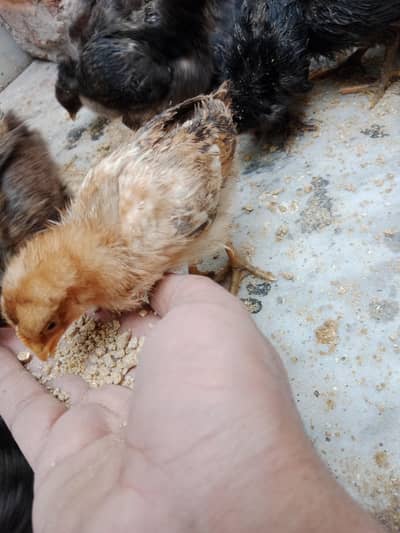 Golden misri Desi chicks Total 21 Healthy and active
