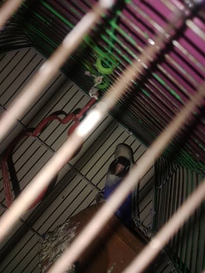 pair lovebirds with pair budgies