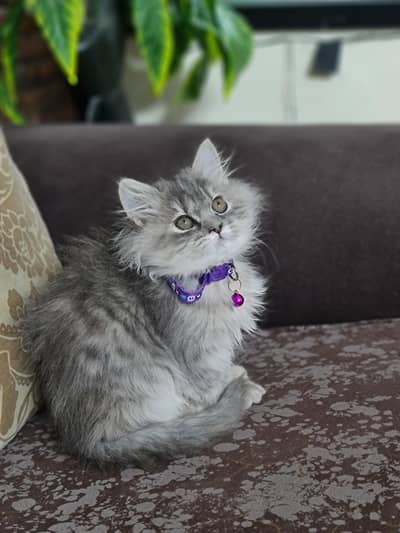 Persian cat