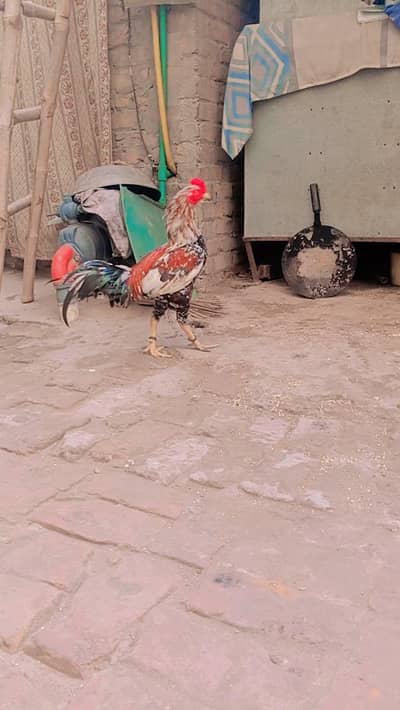 hamar pass ak murga big murga ha check kar ka lajia