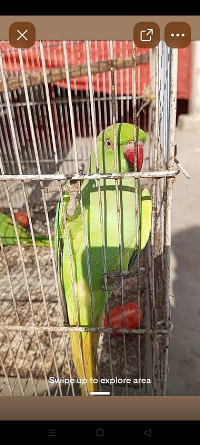 talking female parrot