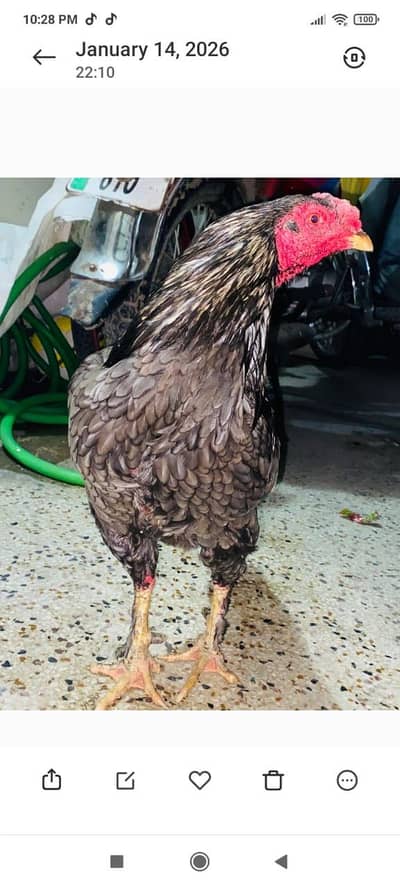 Bohat achi quality ka sleta murga