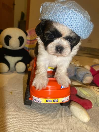 Shitzu puppies available for sale