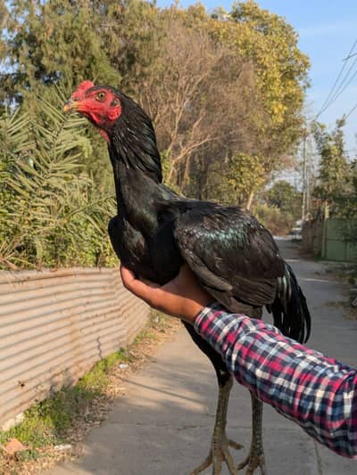 Japanese Aseel Pair for sale