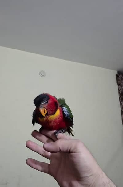 Tame Lorry | lorry chick | lorry parrot for sale| Lories