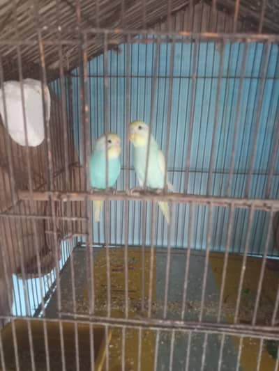 rainbow phattay for sale