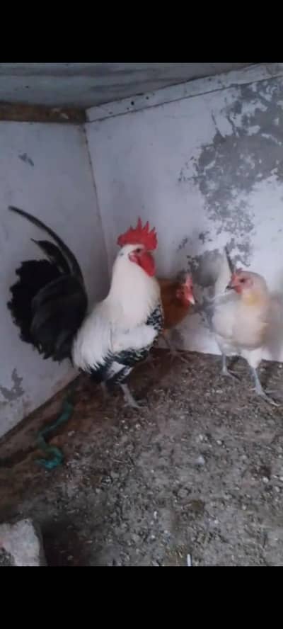 1murga or 2murhiyan han Andy deti hain