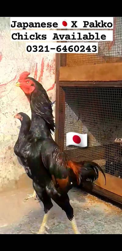 Japanese Shamo  X Pakko Female