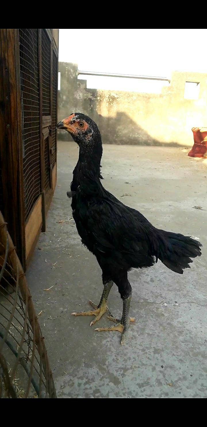 Japanese Shamo X Pakko Female - Hens - 1109874125