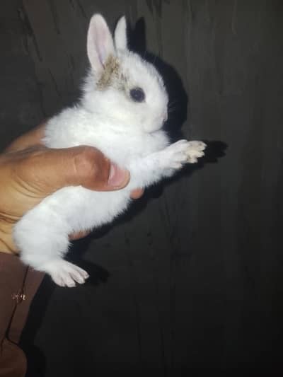 rabbits and pigeons available