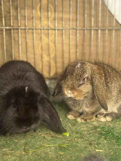 Holland loop punch face