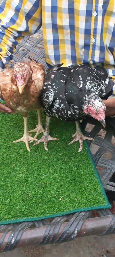 اصیل مادی بہترین حالت اور چکور پنجوں  والی، انڈے بھی دے رہی ہے۔