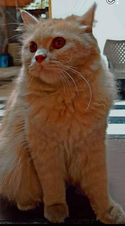 pure Persian cat