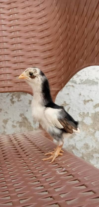 Aseel mianwali madi with 6 high quality chicks