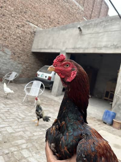 Laal lakha aseel murgha | Aseel murgha