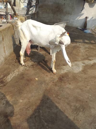 Dudh wali bakri 03123157488