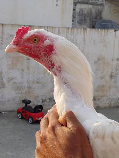 Heera aseel Healthy and active