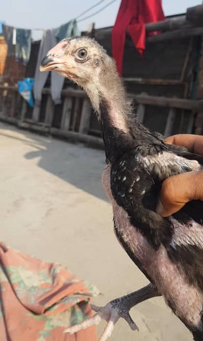 shamu chiks 1 pice  exchange ofeer  baqi detaila whtsaap