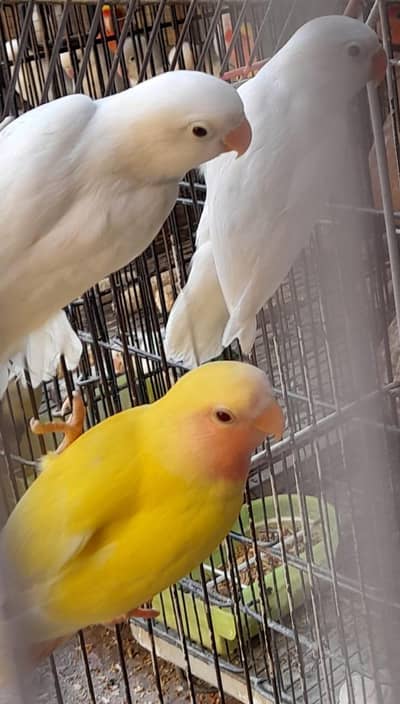 Bird for sale location kumharanwala Multan