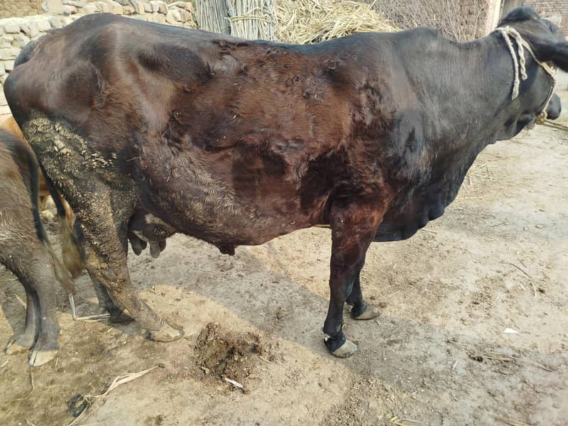 Cholistani Jersi cross | Cow | fresian | cholistani|گائے | Gaye 0