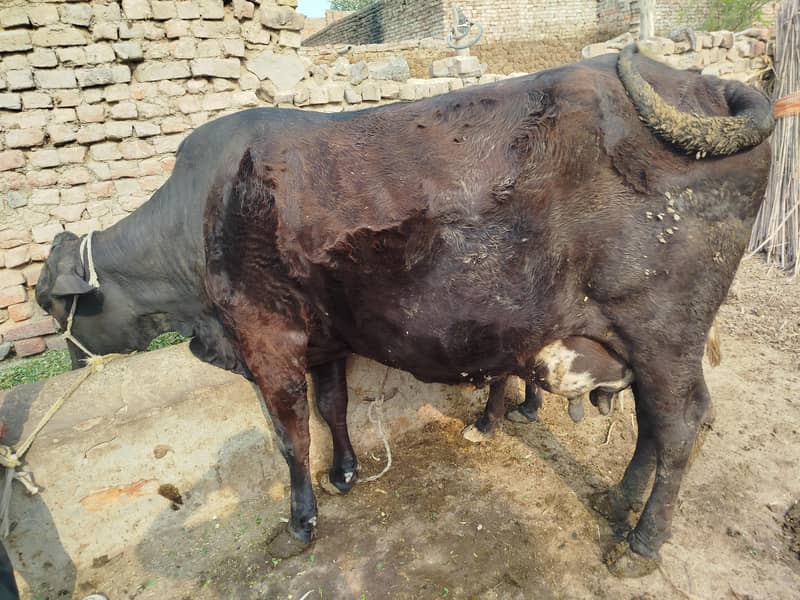 Cholistani Jersi cross | Cow | fresian | cholistani|گائے | Gaye 1