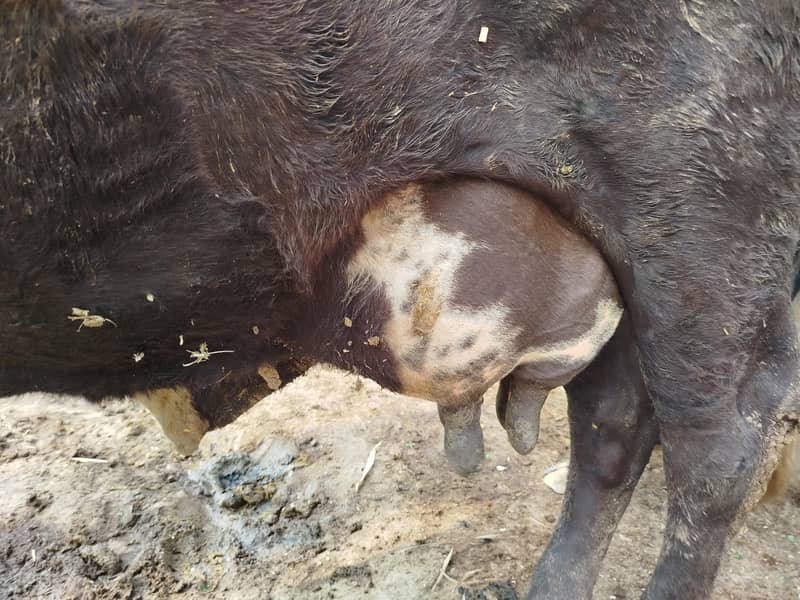 Cholistani Jersi cross | Cow | fresian | cholistani|گائے | Gaye 2