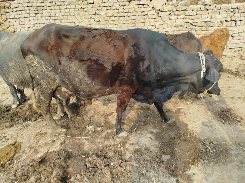 Cholistani Jersi cross | Cow | fresian | cholistani|گائے | Gaye 3