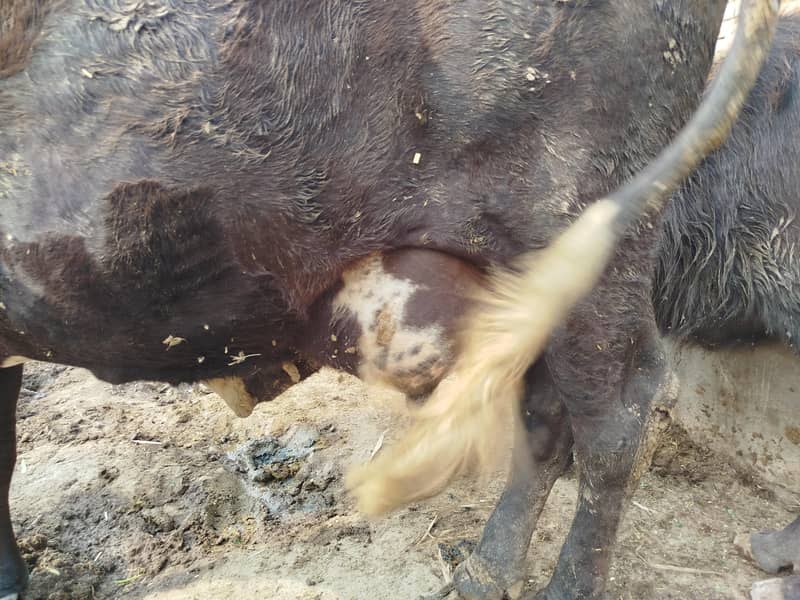 Cholistani Jersi cross | Cow | fresian | cholistani|گائے | Gaye 4