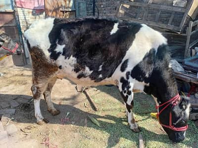 ghaban cow 4 month with wachi for sale