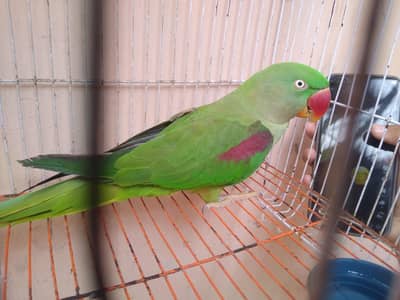 raw parrot /ring neck  /green parrot / toota /talking parrot