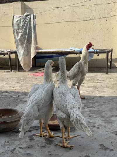 German oh shamu trio