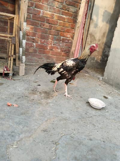 long hight jawab patha or  Sawa patha  for  sale